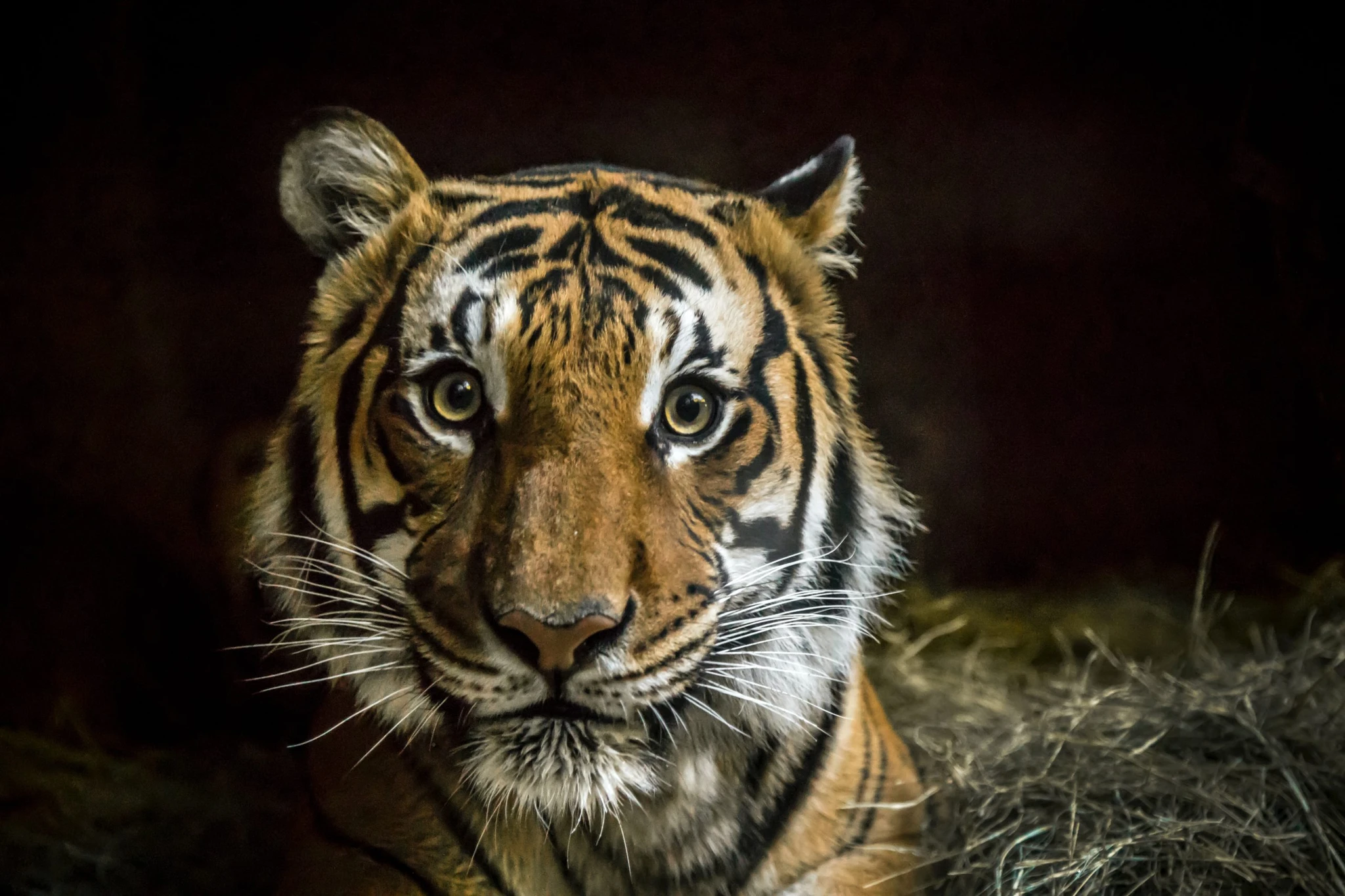Tiger King: Why Does No-one Care About the Tigers?
